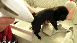 La reacción de un perro cuando le peinas o cortas el pelo La reacción de un perro cuando le peinas o cortas el pelo.