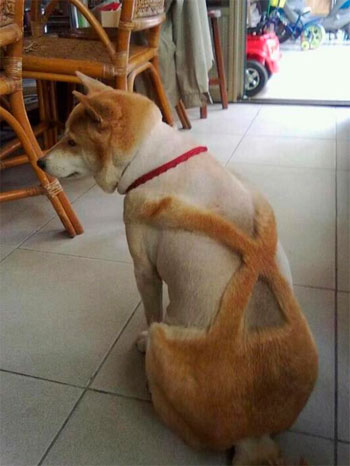 Seguro que este perro no es el más envidiado del barrio por su corte de pelo. Seguro que este perro no es el más envidiado del barrio por su corte de pelo.