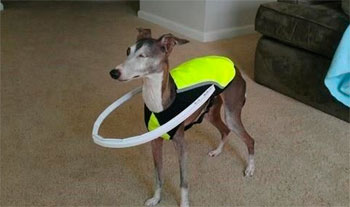 El invento que necesitan las mascotas ciegas. El invento que necesitan las mascotas ciegas.