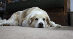 Porque perros y gatos en realidad no se llevan tan mal. Porque perros y gatos en realidad no se llevan tan mal.