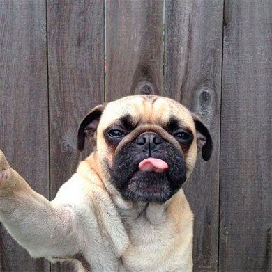 Esta es la mejor pose para sacarse una foto y este perro lo sabe