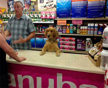 Este perro es mejor dependiente que cualquier otro humano. 