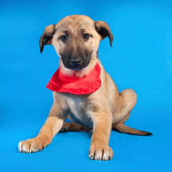 Los cachorros de perro más divertidos. 