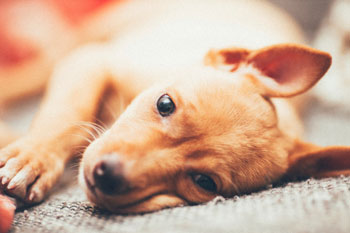 Las imágenes más adorables de cachorros de perro. 