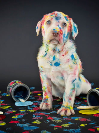 Las travesuras de tus mascotas: tan divertidas como desesperantes. 