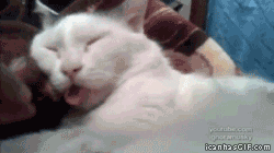 Gif que muestra cómo reacciona tu gato con las visitas. 