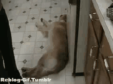 ¿En la cocina? ¿En el salón? Tu perro puede dormir en cualquier sitio. 