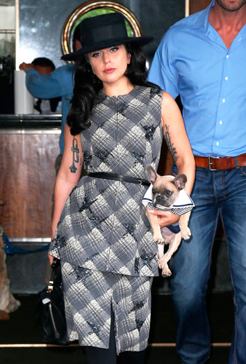 Lady Gaga y uno de sus bulldogs: la cantante y sus perros. Lady Gaga y uno de sus bulldogs: la cantante y sus perros.