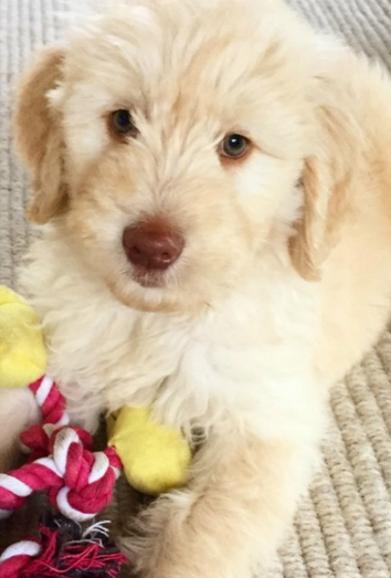 Te presentamos al nuevo el cachorro de Elsa Pataky y Chris Hemsworth Te presentamos al nuevo el cachorro de Elsa Pataky y Chris Hemsworth