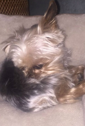 Uno de los Yorkshire de Johnny Depp y Amber Heard