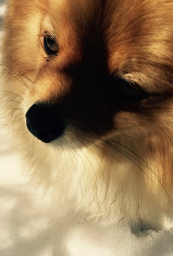 Chewy, el Pomerania de Gavin Rossdale, ex de Gwen Stefani