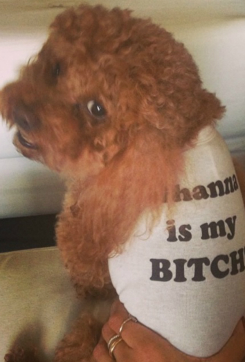 Este es Oliver, el Maltipoo, uno de los perros de Rihanna