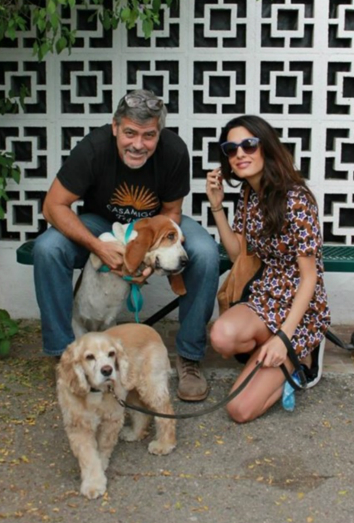 Louie y Millie, los perros de George y Amal Clooney. 