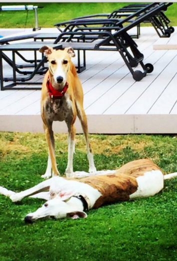 Travis y Romeo, dos de los galgos Jorge Javier Vázquez. 