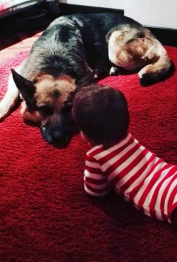 Xenia Tostado y Rodolfo Sancho son los dueños de Kora, una pastor alemán Xenia Tostado y Rodolfo Sancho son los dueños de Kora, una pastor alemán