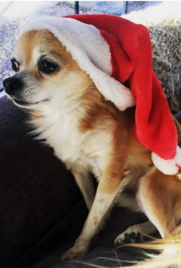 Este es uno de los chihuahuas de Cheryl Cole.