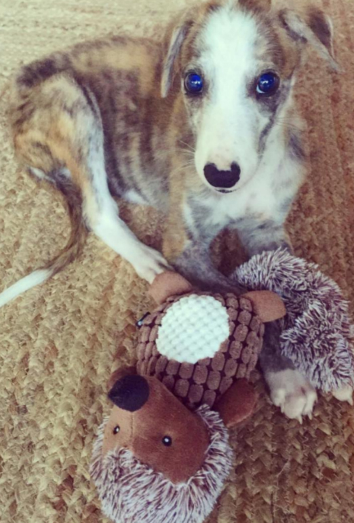 Este es Pluto, el perro que Jorge Javier Vázquez ha acogido. Este es Pluto, el perro que Jorge Javier Vázquez ha acogido.