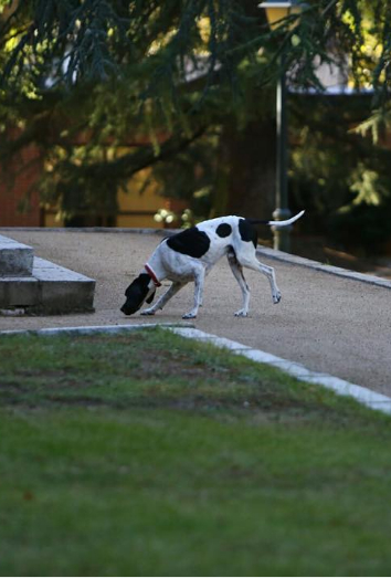 Este es Rico, el perro del presidente Mariano Rajoy. 
