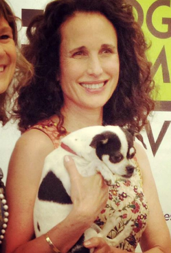 Andie Macdowell es la dueña de una perrita llamada Ava. 