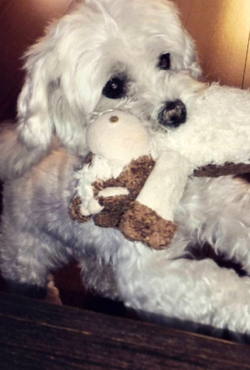 Esta es Shirly, la preciosa bichón de Chenoa Esta es Shirly, la preciosa bichón de Chenoa