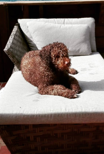 Este es el perro de agua de Marián Álvarez Este es el perro de agua de Marián Álvarez