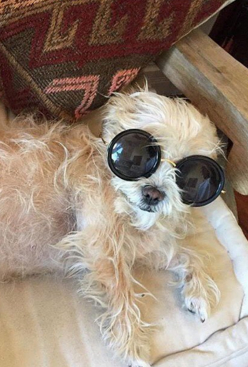 Los mejores nombres para perros bohemios Los mejores nombres para perros bohemios