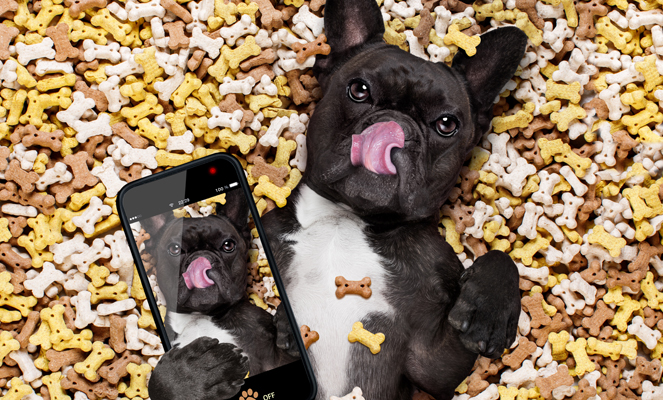 nombres de mascotas inspirados en redes sociales nombres de mascotas inspirados en redes sociales