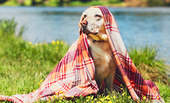 nombres de perros para dueños viajeros