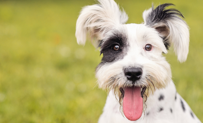 Cómo hacer feliz a tu mascota Cómo hacer feliz a tu mascota