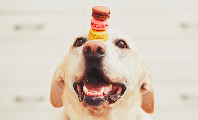 Te comerás a tu perro con estos nombres