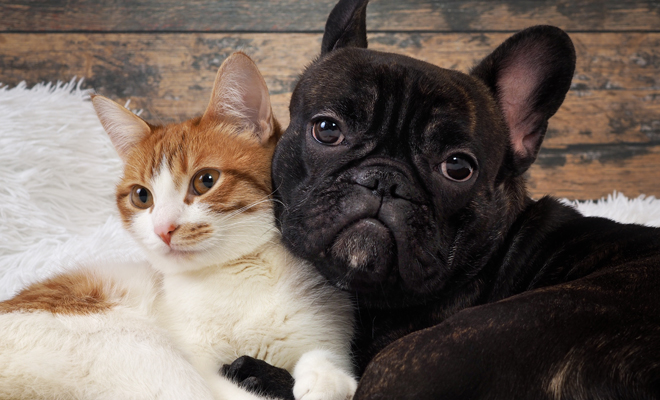 Los mejores nombres si tienes un perro y un gato como mascotas Los mejores nombres si tienes un perro y un gato como mascotas