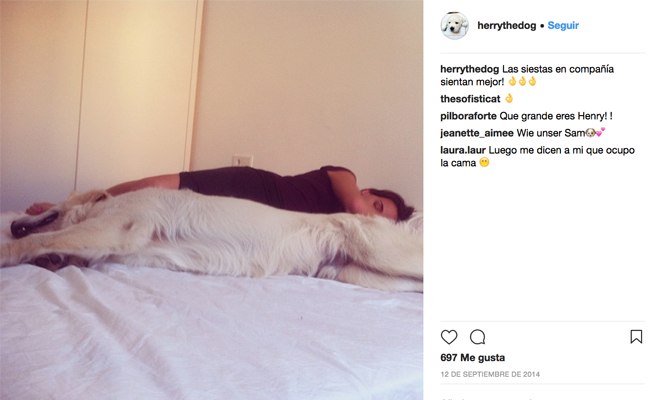Dormir con tu perro en el dormitorio Dormir con tu perro en el dormitorio