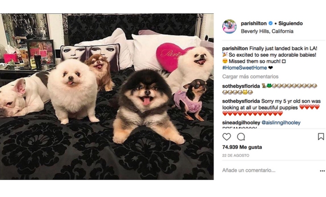 Los perros en tu dormitorio Los perros en tu dormitorio