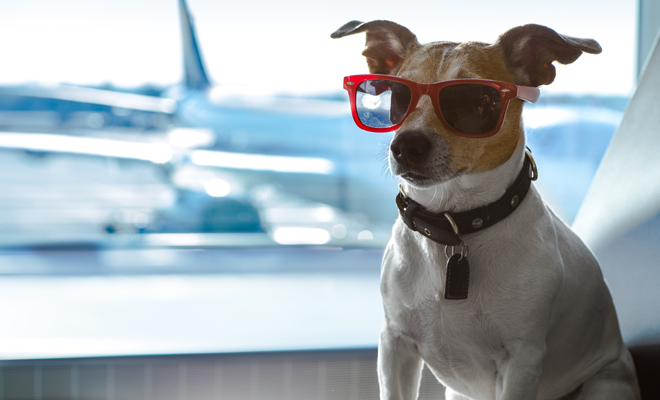 Viajes con mascotas: cómo hacer que tu perro no lo pase mal y consejos