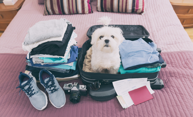 Viajar con mascotas: cómo hacer que tu perro no lo pase mal