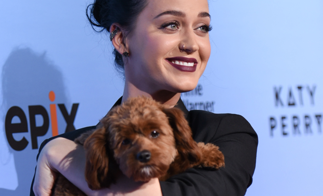 Los perros más famosos de las celebrities de la A a la Z Los perros más famosos de las celebrities de la A a la Z