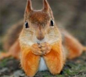 Una ardilla siempre te escuchará, ¿y tu perro? Una ardilla siempre te escuchará, ¿y tu perro?
