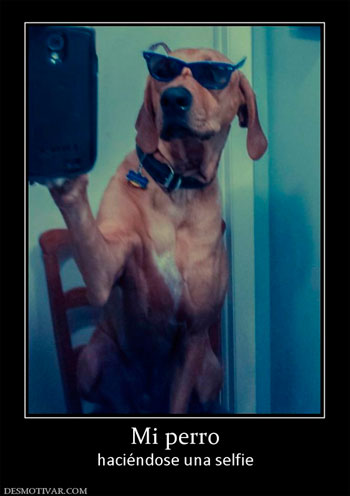 Tu perro sale mejor en las selfies que tú.  Tu perro sale mejor en las selfies que tú.
