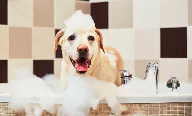 cómo cuidar a tu perro para poder besarle cómo cuidar a tu perro para poder besarle