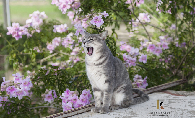 Fotografía a tu gato: Los mejores lugares para hacer fotos a tu mascota Fotografía a tu gato: Los mejores lugares para hacer fotos a tu mascota