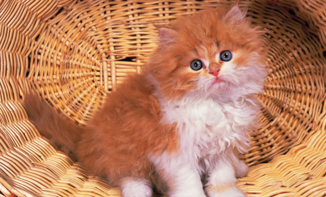 Curiosidades sobre el Día del Gato Curiosidades sobre el Día del Gato