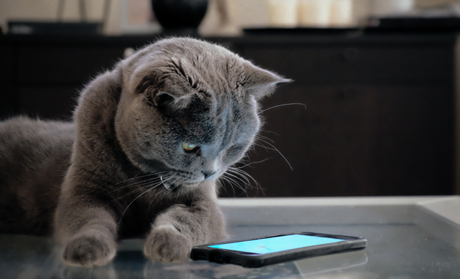 Motivos para celebrar el Día del Gato Motivos para celebrar el Día del Gato