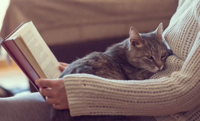 Cómo celebrar el Día del Gato Cómo celebrar el Día del Gato