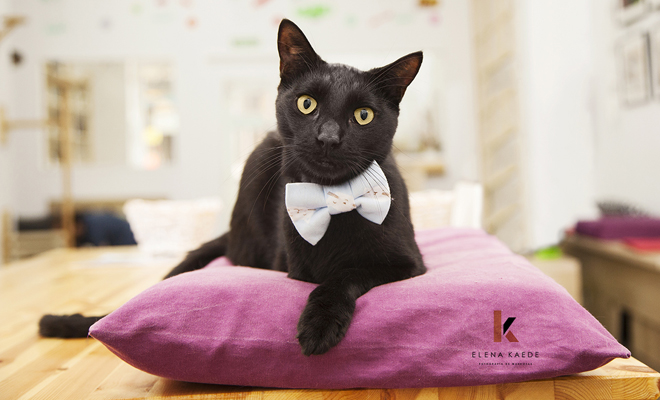 Consejos para hacer las fotos más divertidas y originales a tu gato Consejos para hacer las fotos más divertidas y originales a tu gato