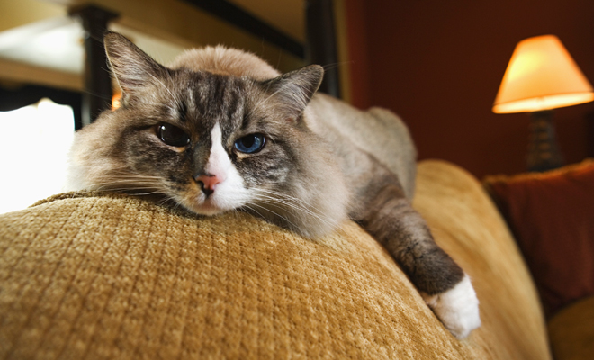 Frases para tu gato Frases para tu gato