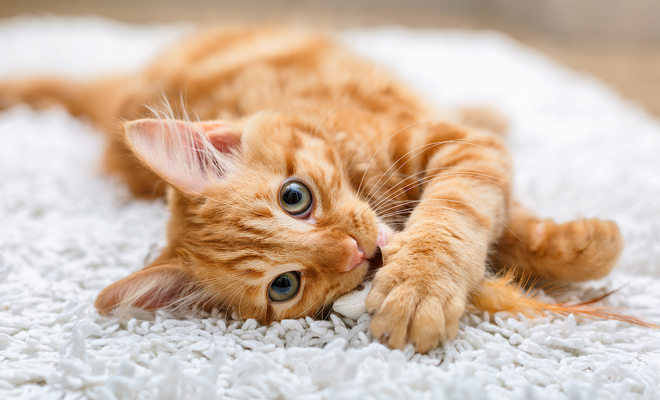 Frases para amantes de los gatos Frases para amantes de los gatos