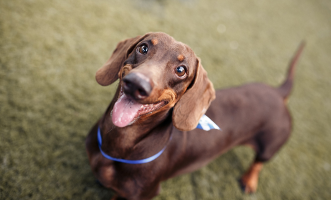 La personalidad de cada signo del zodiaco según el perro que más le pega La personalidad de cada signo del zodiaco según el perro que más le pega