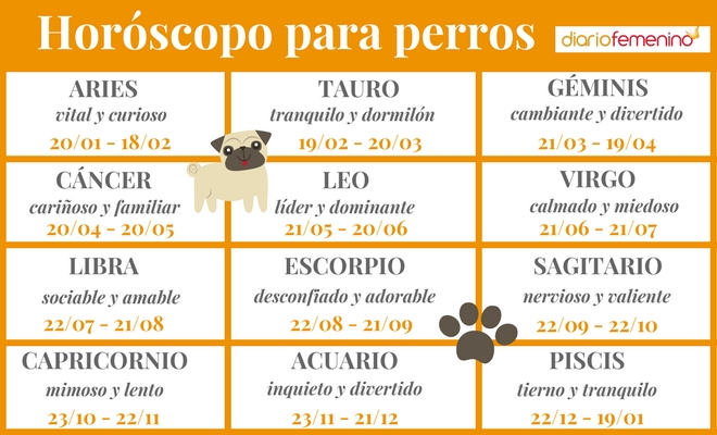 inversión Verdulero Excursión Horóscopo para perros: ¿Cómo es tu mascota según su signo del zodiaco?
