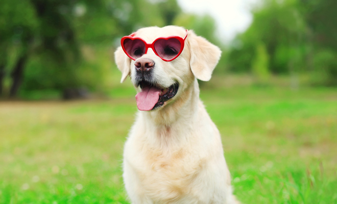 Cómo llamar a tu perro inspirado en San Valentín 