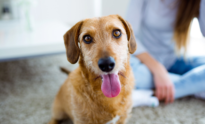 Te proponemos nombres de perros para tu mascota favorita Te proponemos nombres de perros para tu mascota favorita